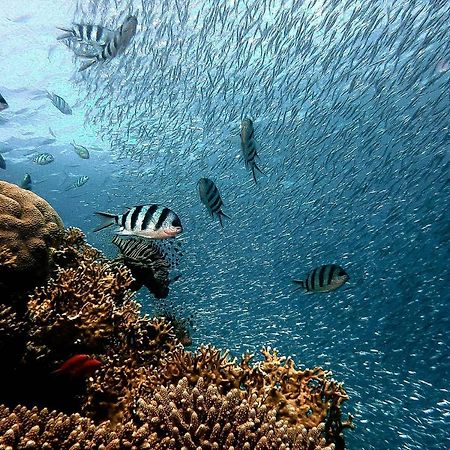 Pawikan Boutique Hotel Moalboal Dış mekan fotoğraf